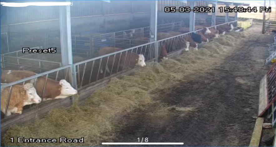 Farm CCTV cow shed