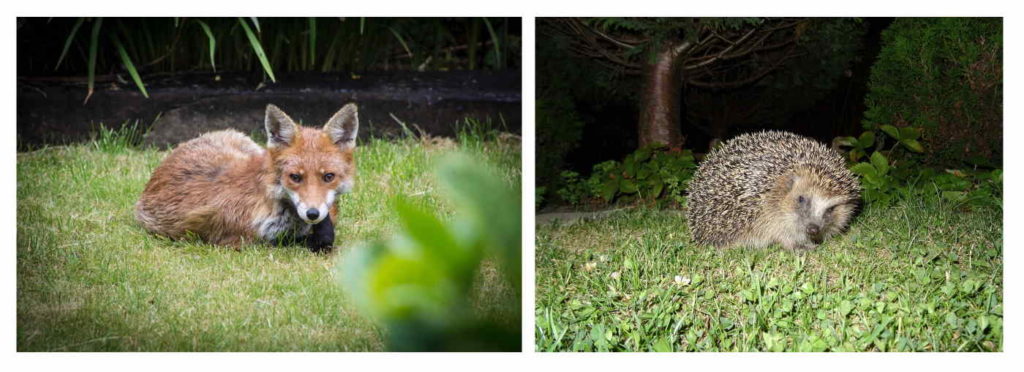 fox and hedgehog in garden in the evening